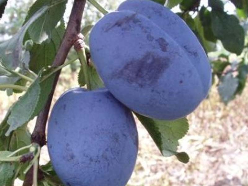 prodaja sadnica sljiva cacanska najbolja