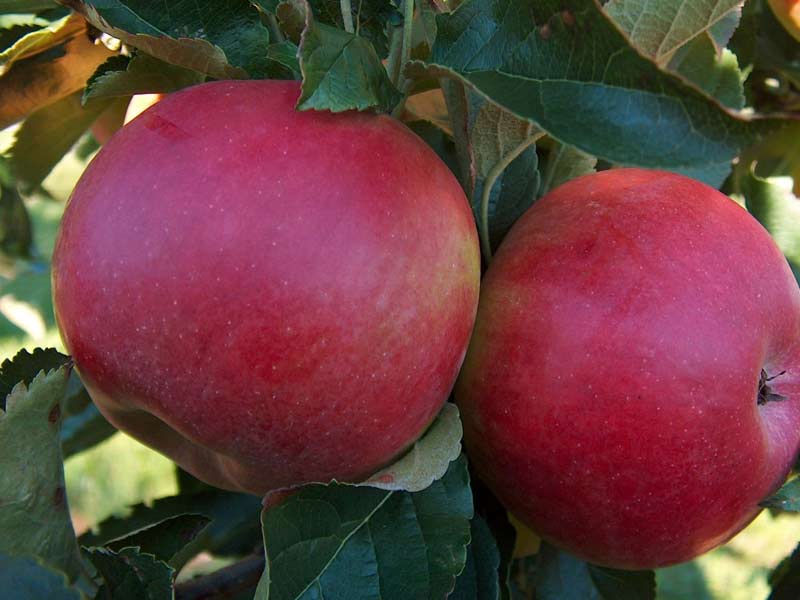 vocne sadnice jabuka ajdared